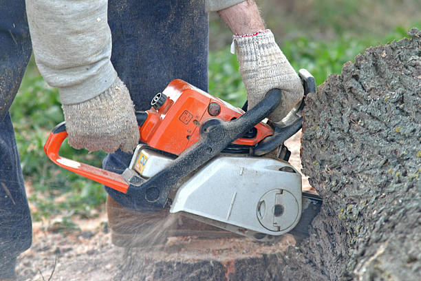 How Our Tree Care Process Works  in  Pocono Ranch Lands, PA