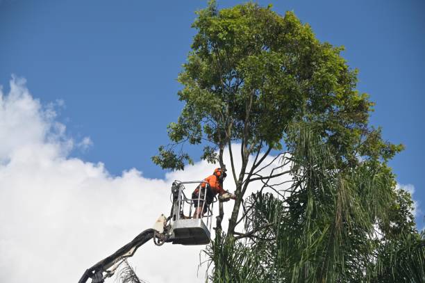 Reliable Pocono Ranch Lands, PA Tree Services Solutions